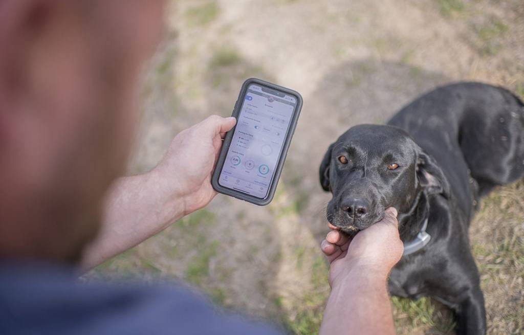 Dog Training With A Halo Collar