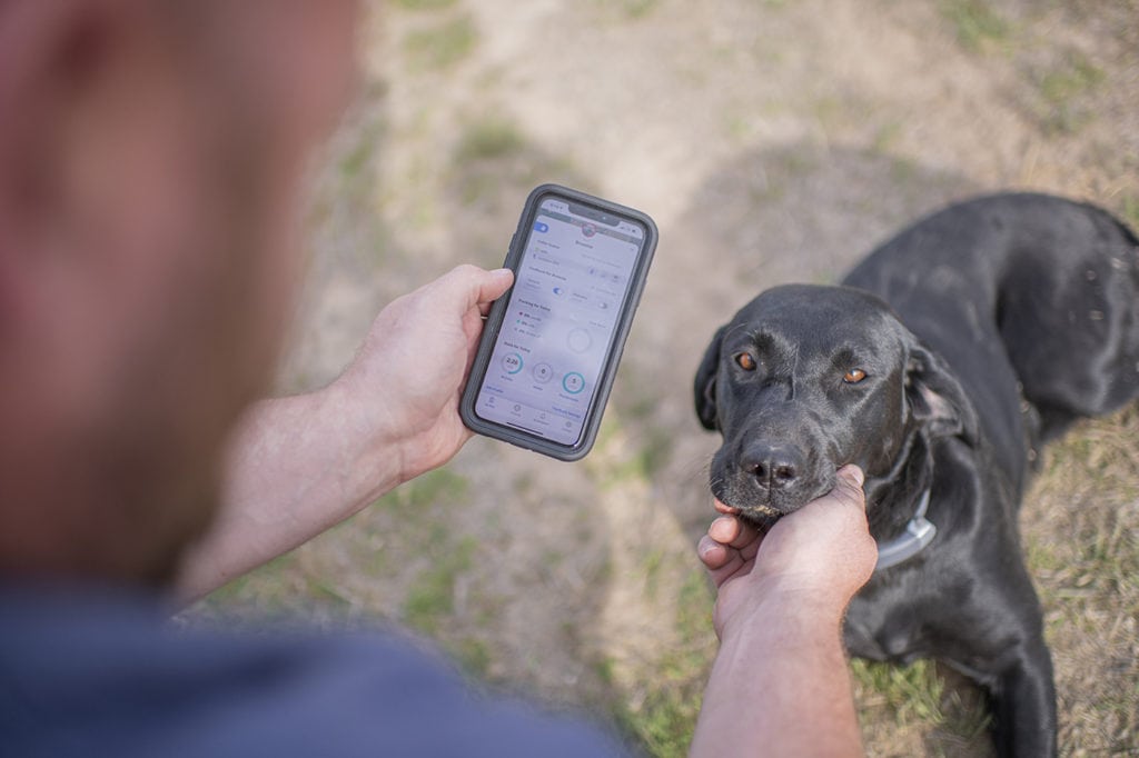 Dog Training With A Halo Collar