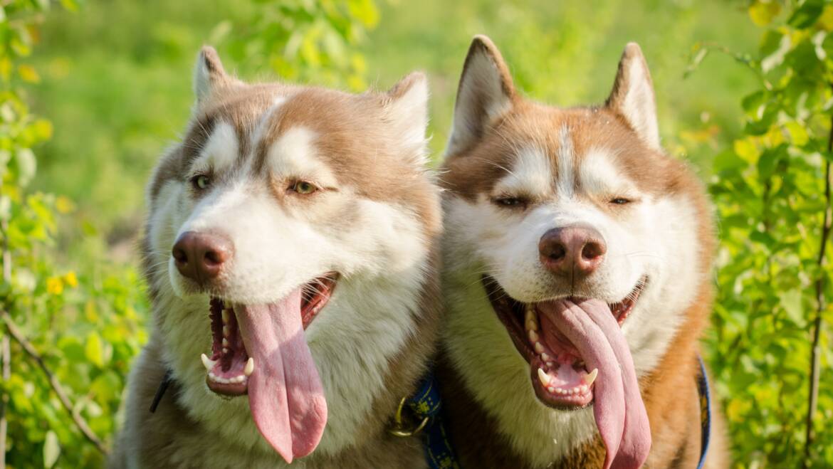 How to Care for Cold-Weather Dog Breeds in a Tropical Country: Preparation, Safety, and Daily Comfort