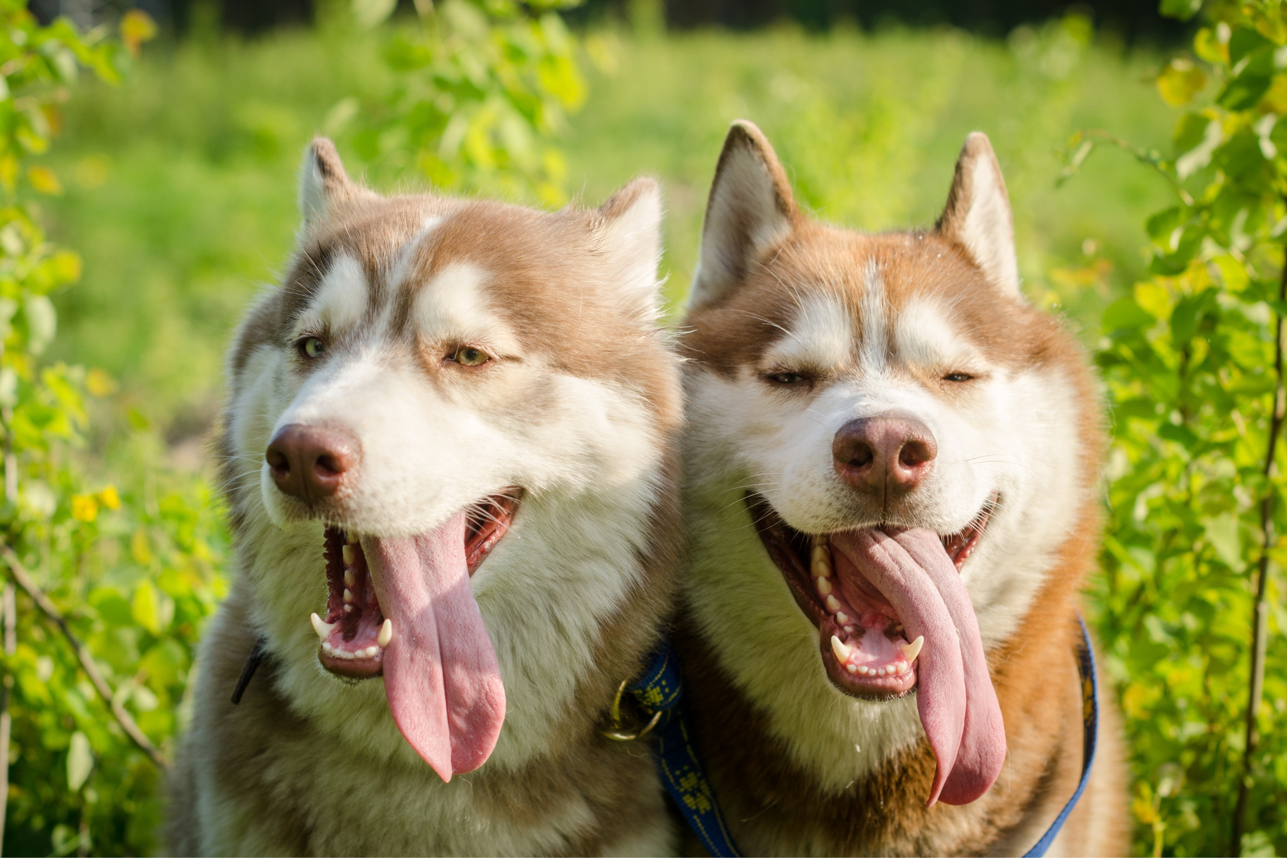 How to Care for Cold-Weather Dog Breeds in a Tropical Country: Preparation, Safety, and Daily Comfort